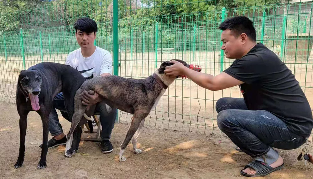 格力犬大白腿图片