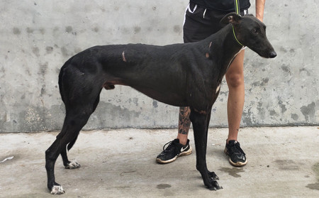 黑色火箭 900128001221988,gzqs - 格力犬yy--格力犬中英文血统查询