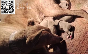 魔法太子X诺里飞狐 941000225081417，TY842.jpg