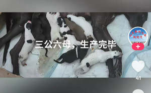 中华鲟X电之光 156111110095600.jpg