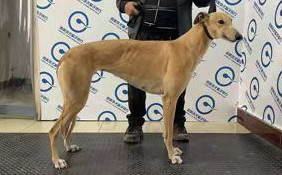 蛋白黄剑 992001000381716