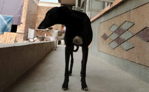 辉煌公主 900250000352198.jpg