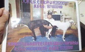 阿斯顿保罗X诺里斯白妞 990000001567657，NLHW1603.jpg