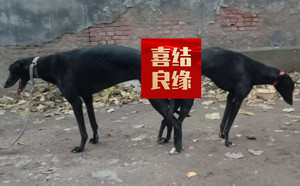 疯狂的石头X野性的伤疤 900168801066597，98CSK.jpg