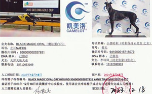 魔法蛋白石X小黑哈利 941000016715079.jpg