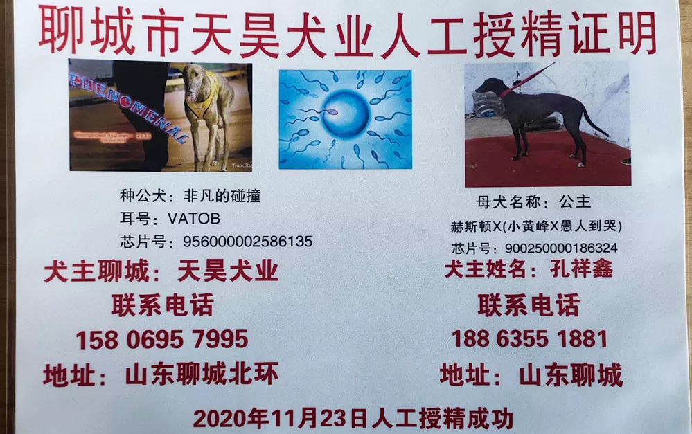 的格力犬种母公主使用聊城郭天宝的格力犬种公非凡的碰撞人工授精,并