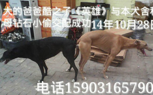 英雄X钻石小偷 Jewel Thief.jpg