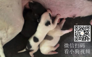 白尾巴尖大游轮X午夜玫瑰 900168801064826，WYLX79A.jpg