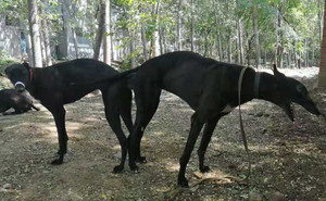 黑火箭X拉克兰戴尔儿 900250000765816，LKXS1810.jpg