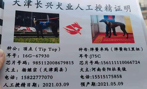 顶点X弹簧卓玛156111110066724，J75C.jpg
