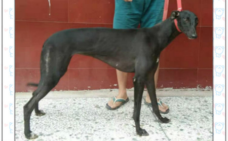 小碰撞 YZ18A，900128001208812