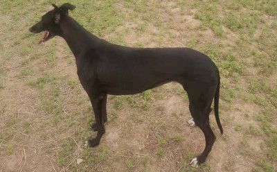 墨麒麟 900263033181462