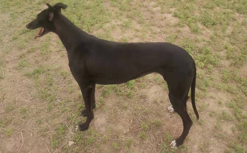 墨麒麟 900263033181462