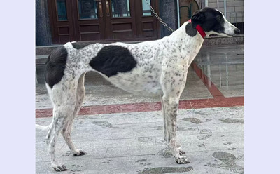 奇拉 Droopys Kira，977200010239075，YBNME