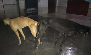 黑佐轮X海浪公主 156111110029513.jpg