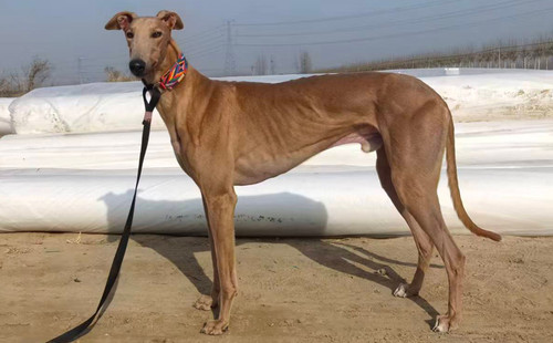 大红袍 900263005221276