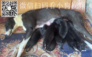 斗牛士X拉克兰闪电 988000001880401.jpg