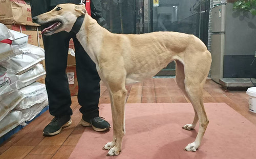 黄鹰 900022092027450