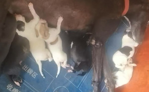 顶蜂X奶糖 900023069809677.jpg