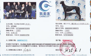 杜克X魔法卡佳 988000001880072.jpg