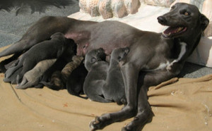 征服X鲨鱼 Historicity，14F 8441.jpg