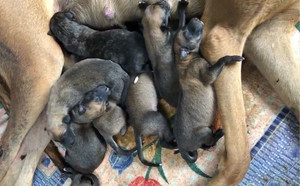 红狸子X飞鹰 J65C，900250000483822.jpg