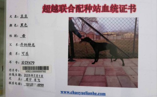 豆豆 CY479，900215000050792