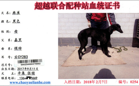 黑鹰 CY283，900250000479992，麻雀