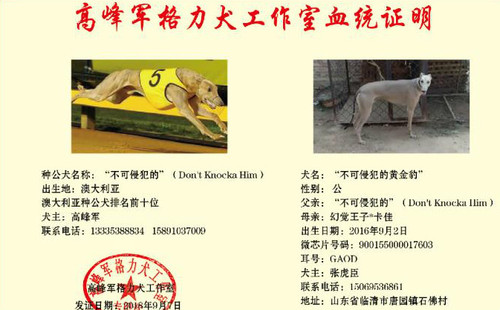 不可侵犯的黄金豹 900155000017603，GAOD