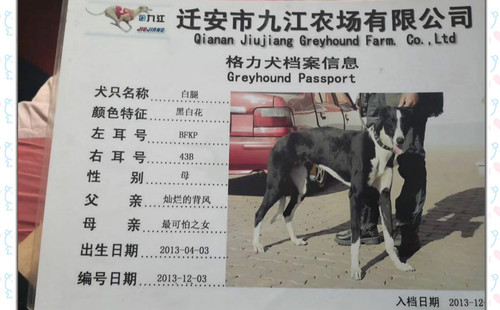 白腿 BFKP 43B，988000001880313，黑妞，小辉煌