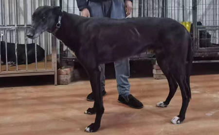 魔法枪 Zambora Gun，956000008242684