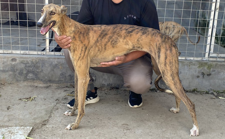 小狸子 900263000987395，ALS2110M