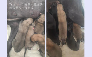 卡尼亚游轮X阿斯顿白雪 900023069708749，T716Y.jpg