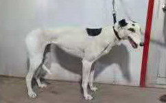 五五八 900250000274558