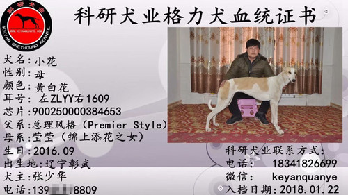小花 900250000384653，ZLYY1609