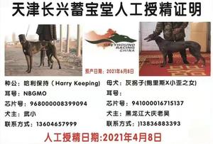 哈利保持X灰拐子 941000016715137.jpg