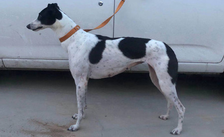 午夜玫瑰 900168801064826，WYLX79A