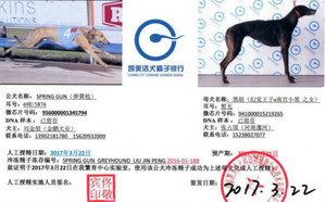 弹簧枪X黑妞 941000015219265.jpg