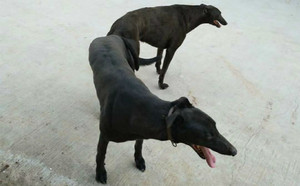 红毛X黑妞 900015637868040.jpg