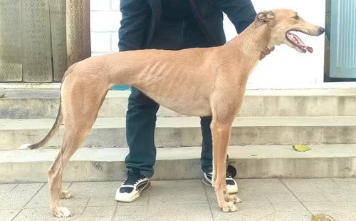 游轮公主 900255002679499