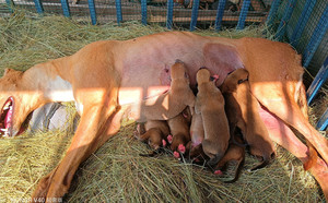 哈瓦那X皇冠 990000006148013.jpg