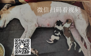 嘉里X花宝 900239912309114，T897Y.jpg