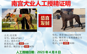 尼克斯X黑带 156111110096135，900115001743570，NGXH716BA.jpg