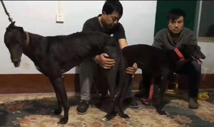 大卫李X来喜 941000016715093.jpg