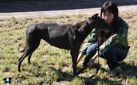 舞蹈习惯 Dancing Habit