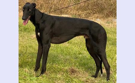 格力犬诺里斯资料图片