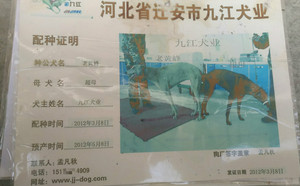 黄蜂X超母 Nun's Habit.jpg