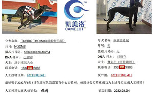 涡轮托马斯X疯狂的老鼠 900168801097702.jpg