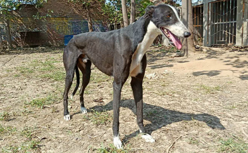 魔法飞鱼 ngxh 1116b,900115000889392 - 格力犬yy--格力犬中英文血统