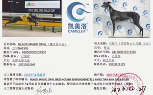 魔法蛋白石X大妞子 941000016715150.jpg